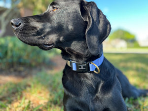 Periwinkle Blue Waterproof Collar