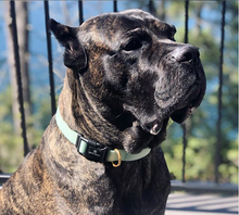 Load image into Gallery viewer, Mint Waterproof Collar